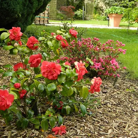 Bed and Breakfast L'Oisellerie Ancinnes